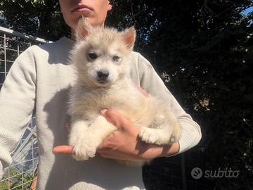 Siberian Husky di Casa Santangelo