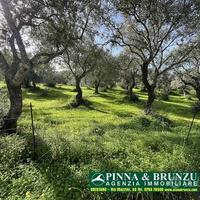 Oristano Silì - ULIVETO 1.000 piante