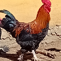 Polli marans