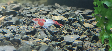 Caridine Red Rili selezionate