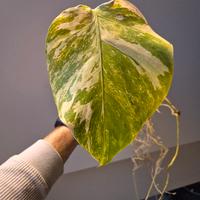 Monstera Deliciosa Variegata 