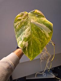 Monstera Deliciosa Variegata 