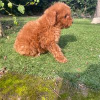 Cucciolo di barboncino toy