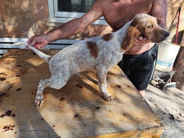 Setter maschio con pedigree