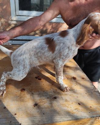 Setter maschio con pedigree