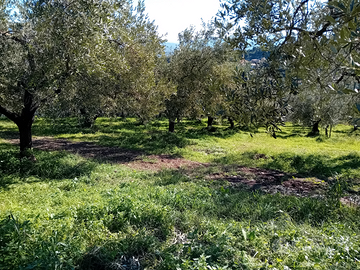 Terreno agricolo con rendita