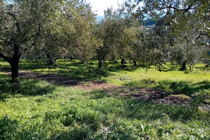 Terreno agricolo con rendita