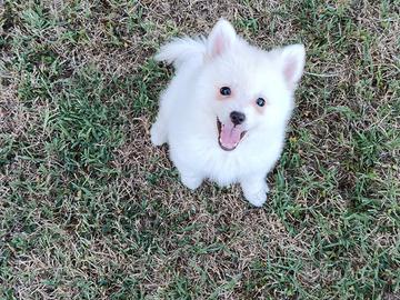 Spitz cuccioli maschietti bianchi