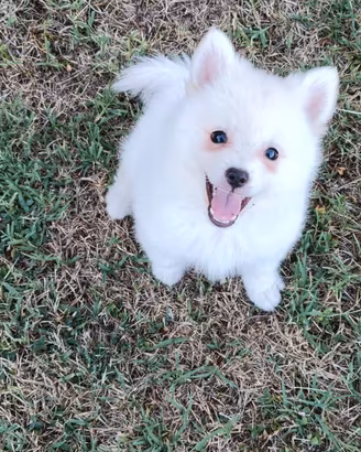 Spitz cuccioli maschietti nero o fulvo
