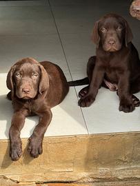 Labrador retriever chocolate