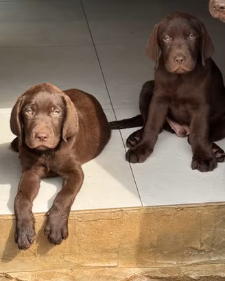 Labrador retriever chocolate