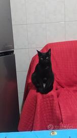 Gatta sterilizzata
