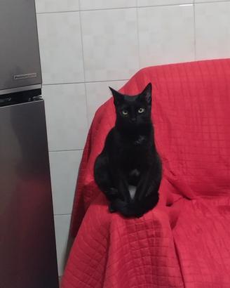 Gatta sterilizzata