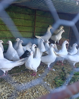Colombe