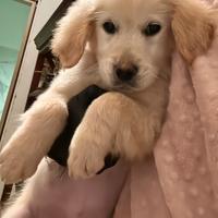 Ultimo cucciolo golden retriever