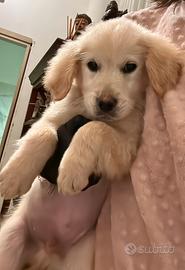 Ultimo cucciolo golden retriever
