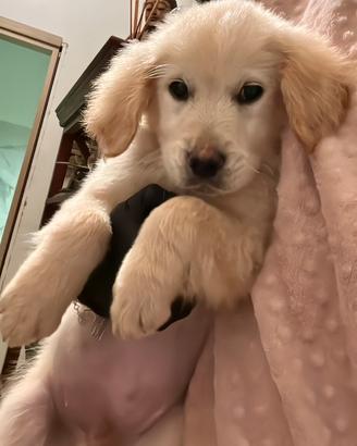 Ultimo cucciolo golden retriever