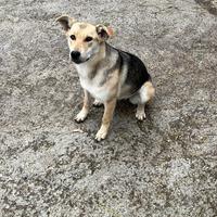 Cucciola femmina di cane pastore