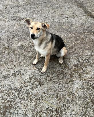 Cucciola femmina di cane pastore
