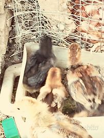 pulcini anatra muta e gallina brama