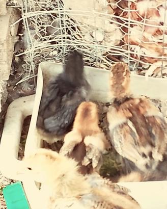 pulcini anatra muta e gallina brama