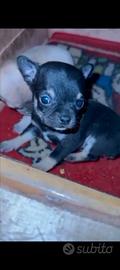 Chiwawa mini Toy femmine