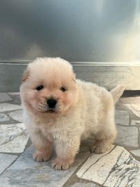 Chow Chow
