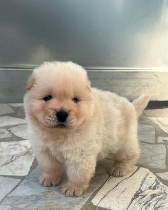 Chow Chow