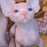 Cucciolo di Sphynx