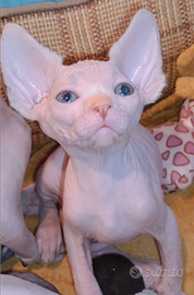 Cucciolo di Sphynx