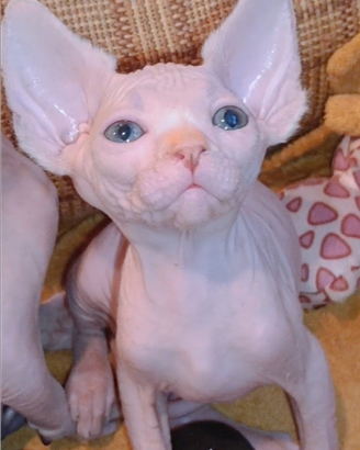 Cucciolo di Sphynx
