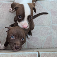 Cuccioli pit bull red nose