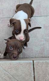 Cuccioli pit bull red nose