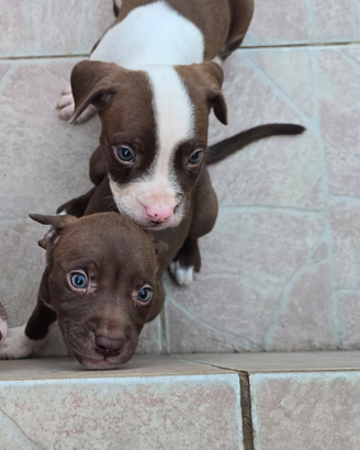 Cuccioli pit bull red nose
