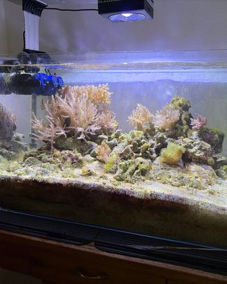 Acquario marino completo
