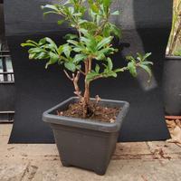 bonsai di melograno 09/25