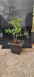 bonsai di melograno 09/25