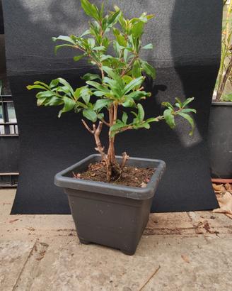 bonsai di melograno 09/25
