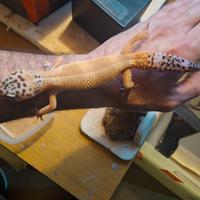 Geco Leopardino
