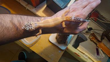 Geco Leopardino