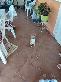 Chihuahua