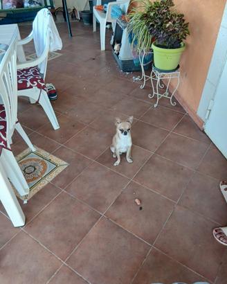 Chihuahua