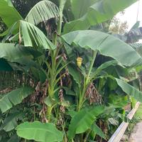 Piante di banano