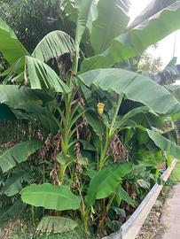 Piante di banano