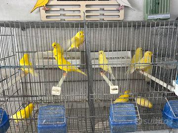 Canarini gialli