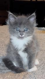 Cucciolo "Rag Coon" Mix Ragdoll - Maine Coon