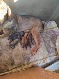 Cuccioli Dachsbracke