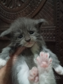 Maine Coon Cuccioli