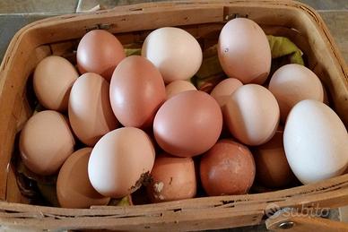 Disponibilità uova
