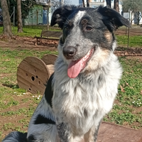 Nala 6 mesi , dolcissima cucciola